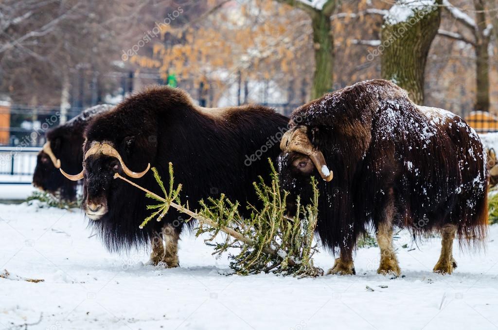 Musk ox in the Moscow zoo