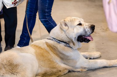 Orta Asya Çoban Köpeği