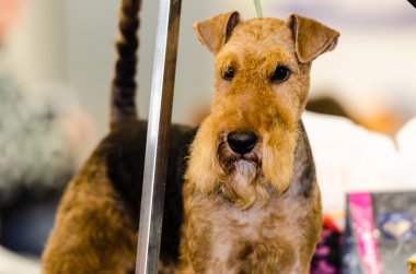 Airedale.