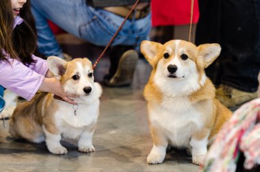 Bir Pembroke Galce corgi