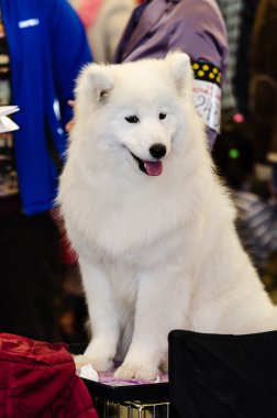 Samoyed dog.