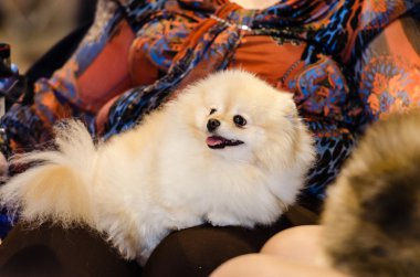 Kırmızı Alman spitz köpek