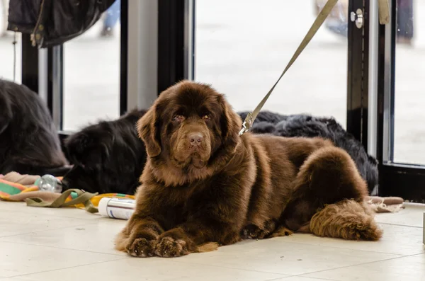 Newfoundland terriers — Stock Photo, Image