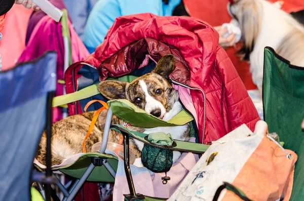 Dog waiting for its release to the ring — Stock Photo, Image