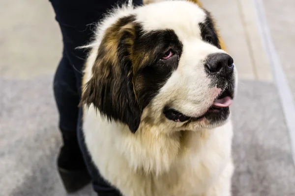 Saint Bernard Dog — Stock Photo, Image