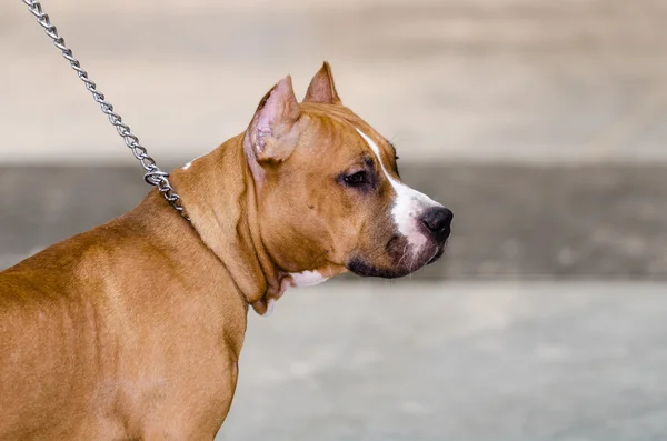 American Staffordshire Terrier — Stock Photo, Image