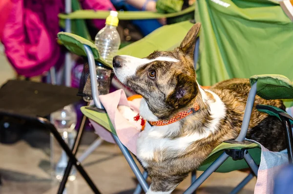 Dog waiting for its release to the ring — Stock Photo, Image