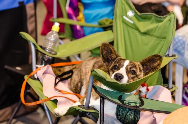 Dog waiting for its release to the ring — Stock Photo, Image