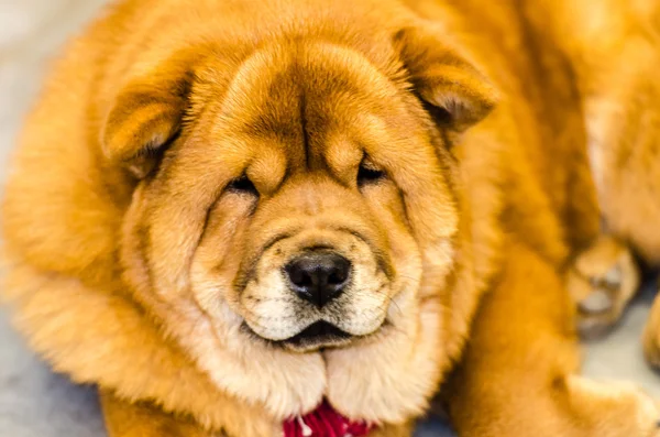 Red Chow. — Stock Photo, Image