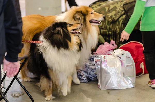 Scottish collie dogs. — Stock Photo, Image