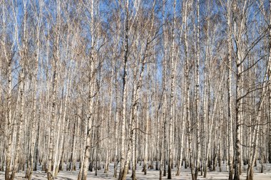 Rusya'nın kışın Birchwood