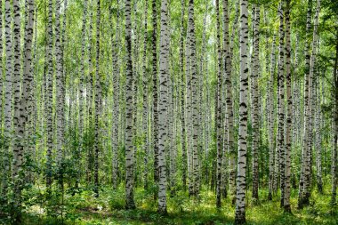 Birch Grove in the summer clipart
