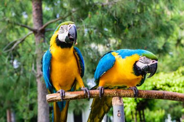 Couple of blue macaws on a background of trees.