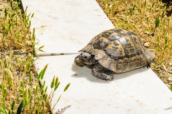 Tortuga — Foto de Stock