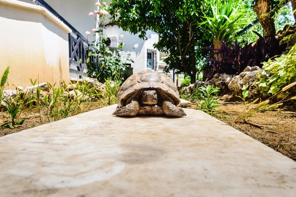 Tortuga — Foto de Stock