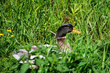 Siyah kafalı bir ördek çimenlerde oturur.