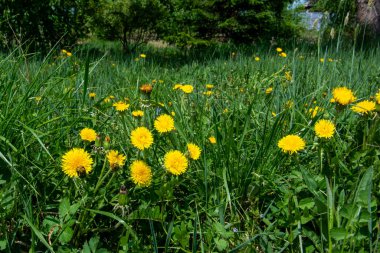 Yeşilliklerle dolu güneşli bir orman.