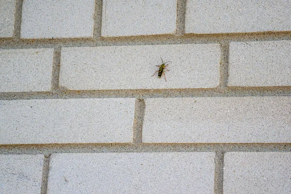 A fly on a concrete wall — Stock Photo, Image