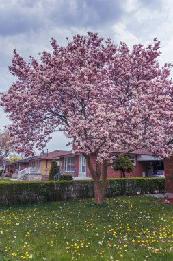 Yerleşim yerlerinde çiçek açan manolya ağacı. 