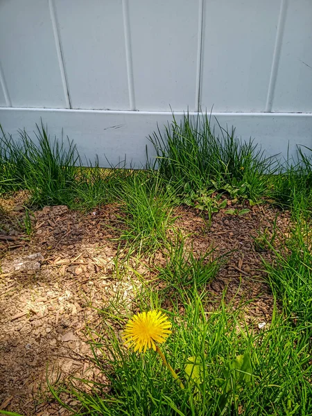 Einzelne Löwenzahnpflanze mit Blüte zwischen spärlichem Gras und Erde — Stockfoto