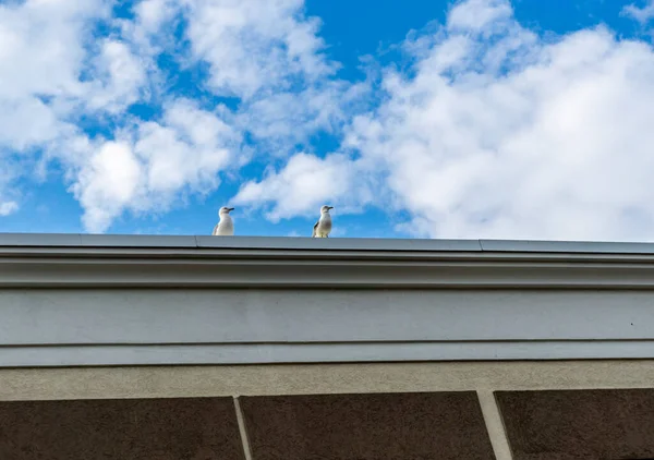 Low angle view of two pigeons on the roof top of a building — Stock Photo, Image