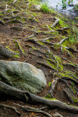 Exposed roots of a tree near a river bank