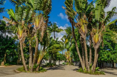 Uzun palmiye ağaçları ve Mauritius adasındaki açık mavi gökyüzünün altında yemyeşil yapraklarla çerçevelenmiş kumlu bir patika içeren güneşli bir tropikal manzara.