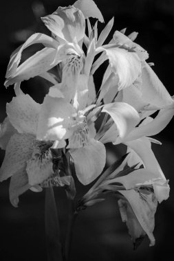 Yumuşak, siyah-beyaz, zarif, katmanlı taç yaprakları, hafif ışığı, dokusu ve zarif doğal bir biçimi olan narin Canna çiçeklerinden oluşan bir yakın plan..