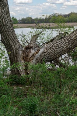 Kırık ağaç gövdesi, açıkta kalan ahşap ve gür yeşil nehir manzarası boyunca kabuk dokusu..