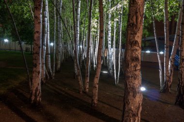 Gece Londra 'da lambada huş ağacı, uzun süre açık