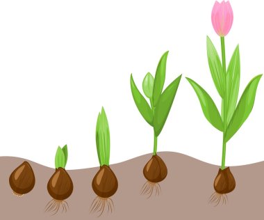 Tulip growth stage clipart
