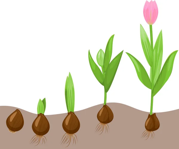 Tulip growth stage — Stock Vector