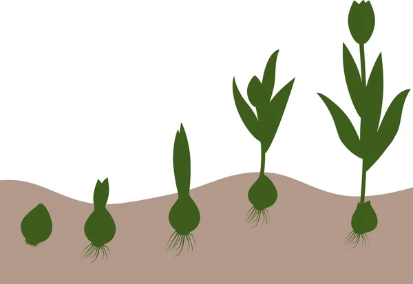 Wachstumsphase der Tulpen — Stockvektor