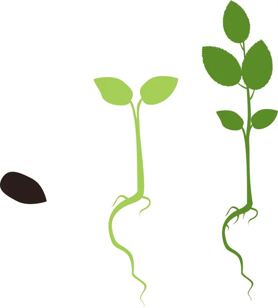 Wachstumsphase der Pflanze — Stockvektor