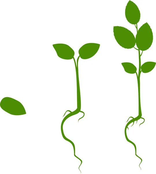 Fáze růstu rostlin — Stockový vektor
