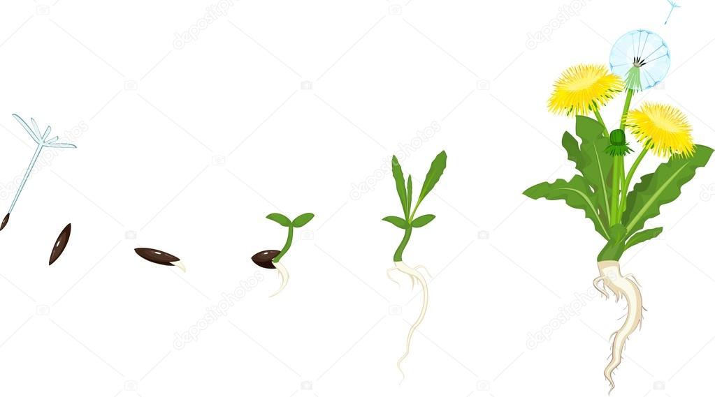 Life cycle of dandelion