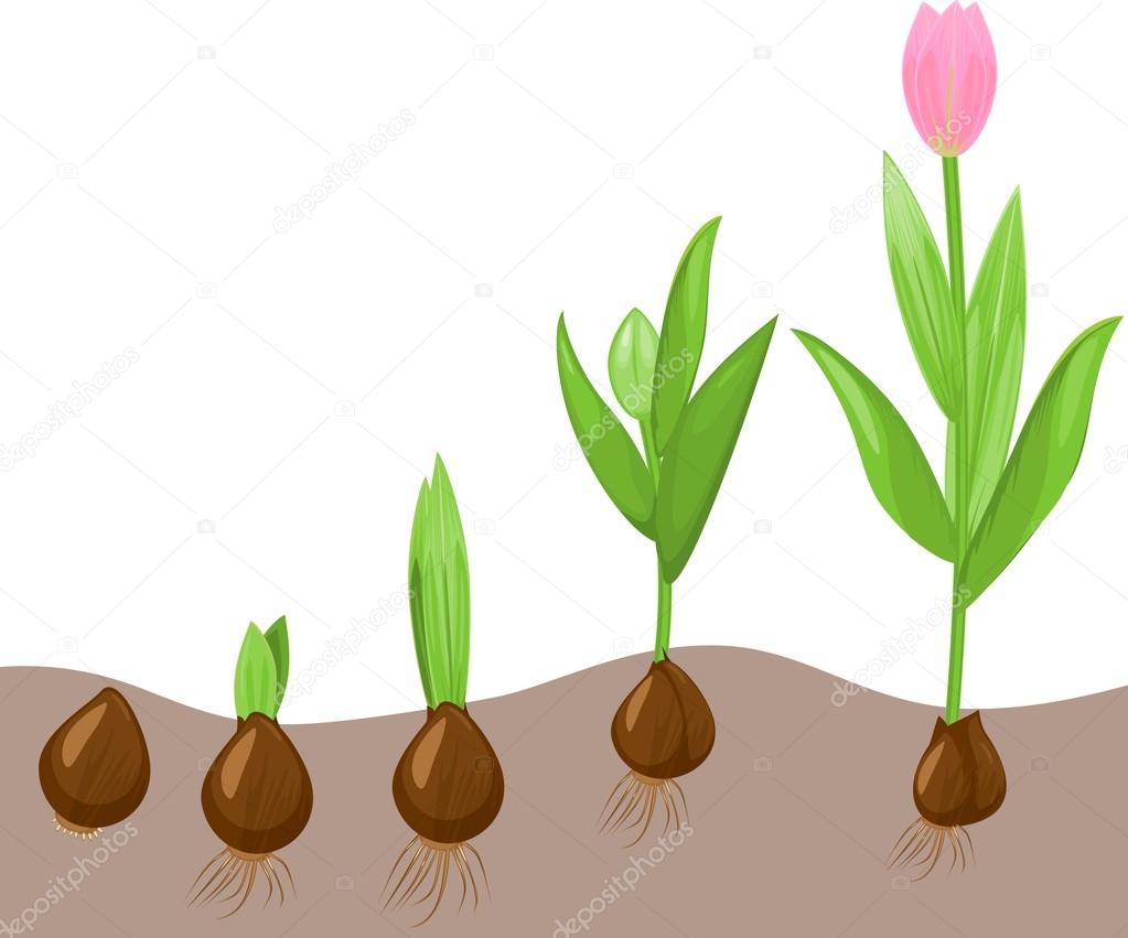 Tulip growth stage