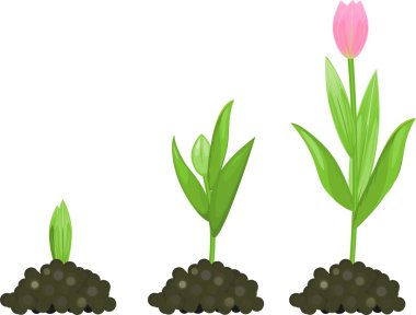 Tulip growth stage clipart