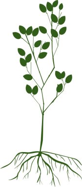 yeşil yaprakları ile fidan