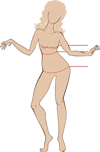 Lignes de taille des femmes — Image vectorielle