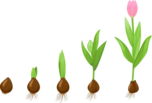 Stade de croissance des tulipes — Image vectorielle