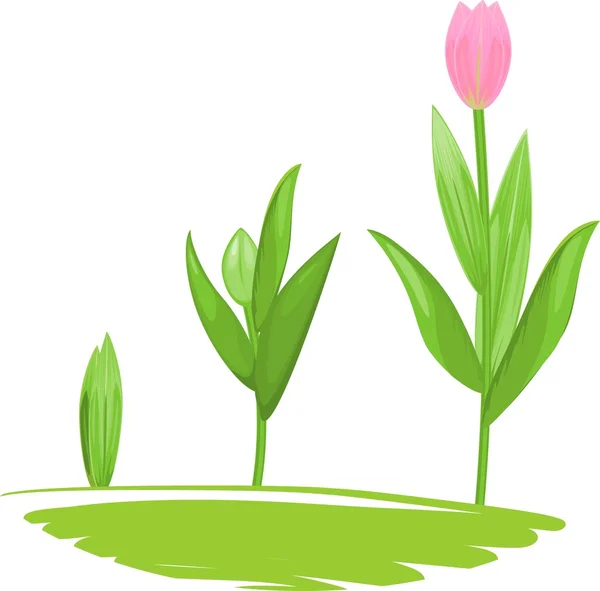 Tulip groei fase — Stockvector