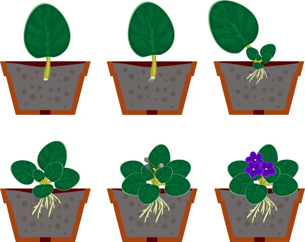 Reprodução vegetativa violetas africanas (saintpaulia) planta de origem — Vetor de Stock