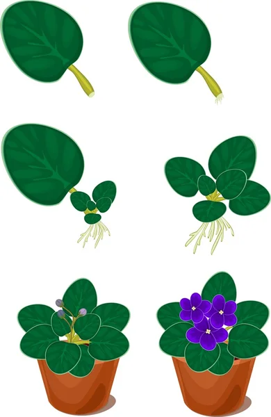 Reproduction végétative violettes africaines (saintpaulia) plante maison — Image vectorielle