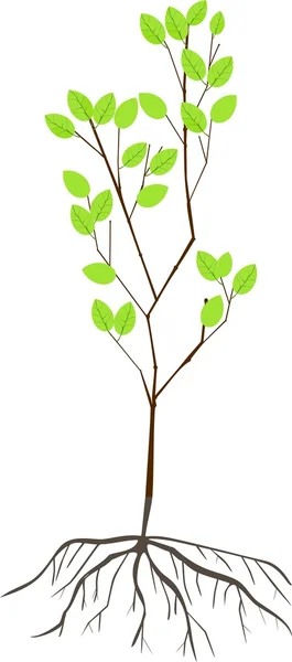 Planta med rötter — Stock vektor