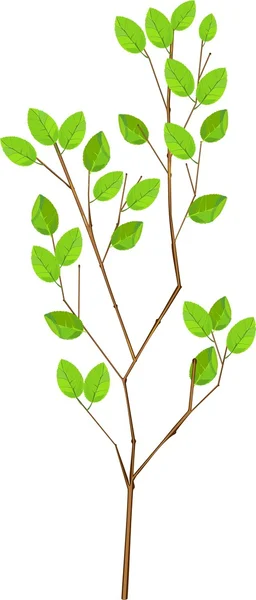 Alberello con foglie verdi — Vettoriale Stock