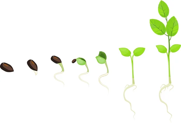 식물의 성장의 단계 — 스톡 벡터