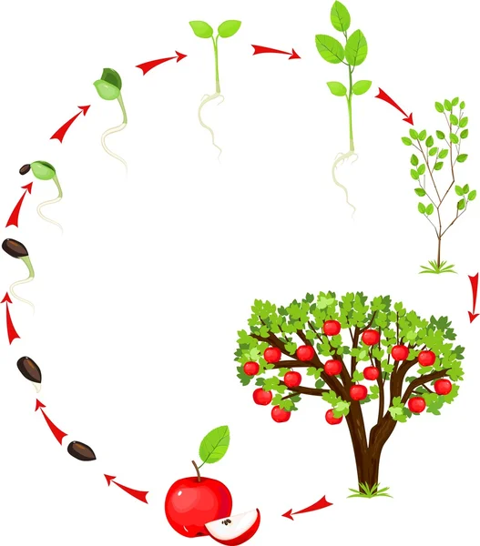 Життєвий цикл яблуні — стоковий вектор