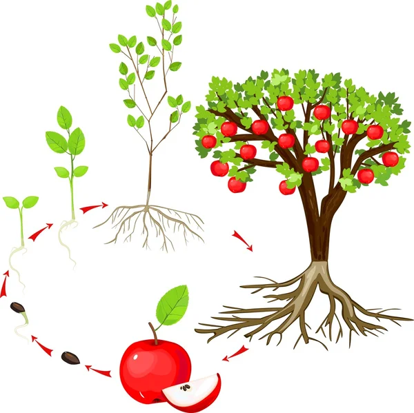 Lebenszyklus des Apfelbaums — Stockvektor