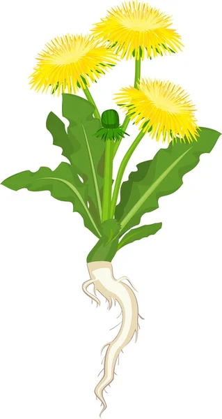 Dandelion flowers on white background — Stock Vector